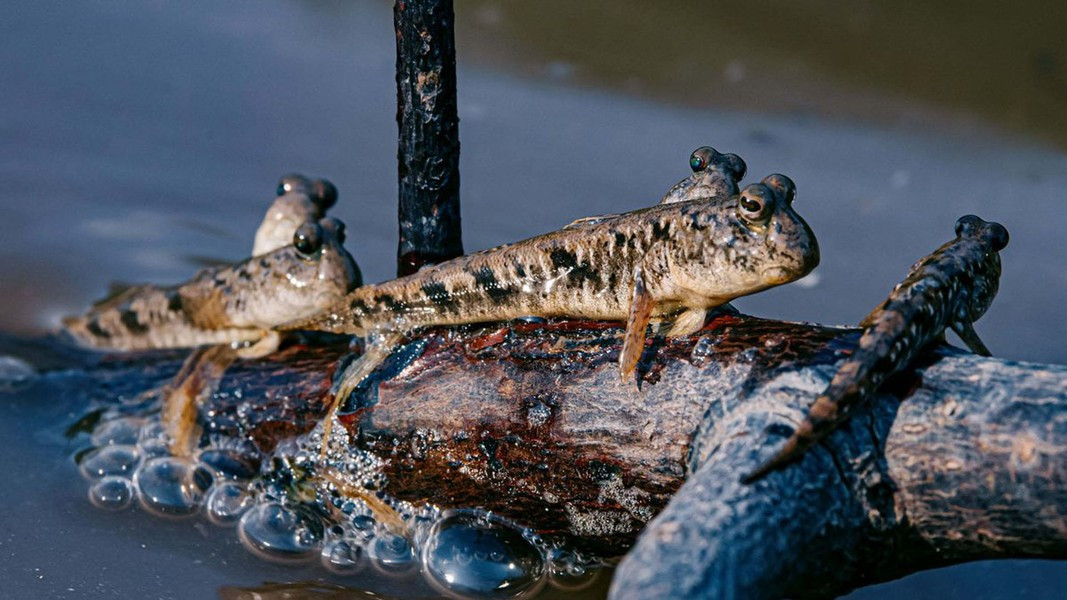 Loài cá này ở dưới nước thở bằng mang, nhưng khi lên cạn sẽ thở bằng phổi