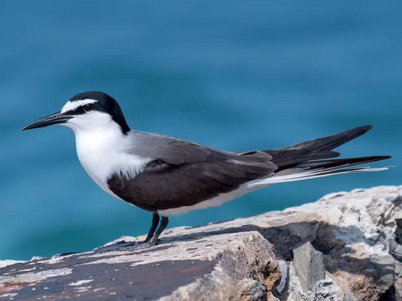 Nhạn lưng đen (Onychoprion anaethetus) dài 37 - 42cm, là loài định cư, tương đối phổ biến tại Trung, Nam Trung Bộ và Nam Bộ, vãng lai qua Bắc Trung Bộ. Loài chim này được ghi nhận ở các đảo ngoài khơi, biển, bờ biển.