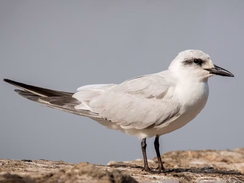 Nhạn chân đen (Gelochelidon nilotica) dài 34 - 37cm, là loài di cư, trú đông không phổ biến tại Đông Bắc, Trung, Nam Trung Bộ và Nam Bộ. Chúng sống ở các vùng bãi triều ven biển, hồ, sông lớn, ao nuôi trồng thủy sản, chỉ gặp ở vùng đất thấp.