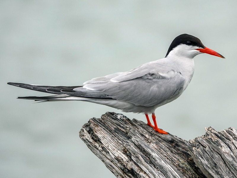Nhạn (Sterna hirundo) dài 33 - 37cm, là loài di cư mùa hè không sinh sản tại ven biển Đông Bắc, Trung, Nam Trung Bộ và Nam Bộ. Chúng được ghi nhận ở các sinh cảnh ven biển, đảo ngoài khơi, hồ, sông lớn trong đất liền.