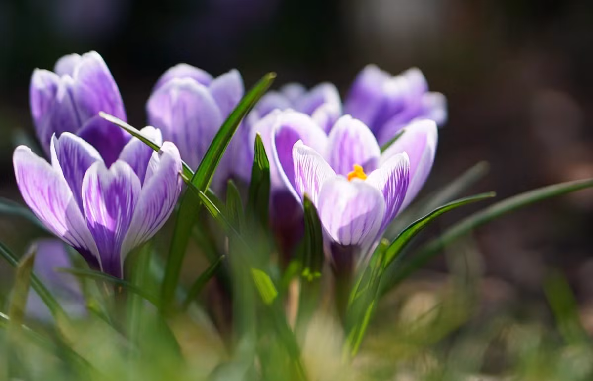 Ai sinh vào 3 tháng Âm lịch này, trung vận dư dả phú quý - Hình 3 Ai sinh vao 3 thang Am lich nay, trung van du da phu quy-Hinh-3