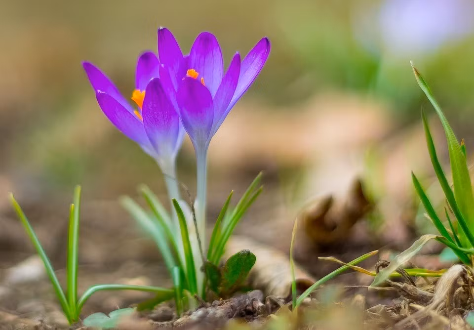 Ai sinh vào 3 tháng Âm lịch này, trung vận dư dả phú quý - Hình 2 Ai sinh vao 3 thang Am lich nay, trung van du da phu quy-Hinh-2