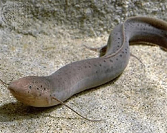 , Trên thế giới có 1 loài cá rất khỏe, chúng có thể sống trong sa mạc với nhiệt độ lên tới 42 độ C và có thể sống được 4 năm mà không cần ăn uống, đó chính là cá phổi Châu Phi.