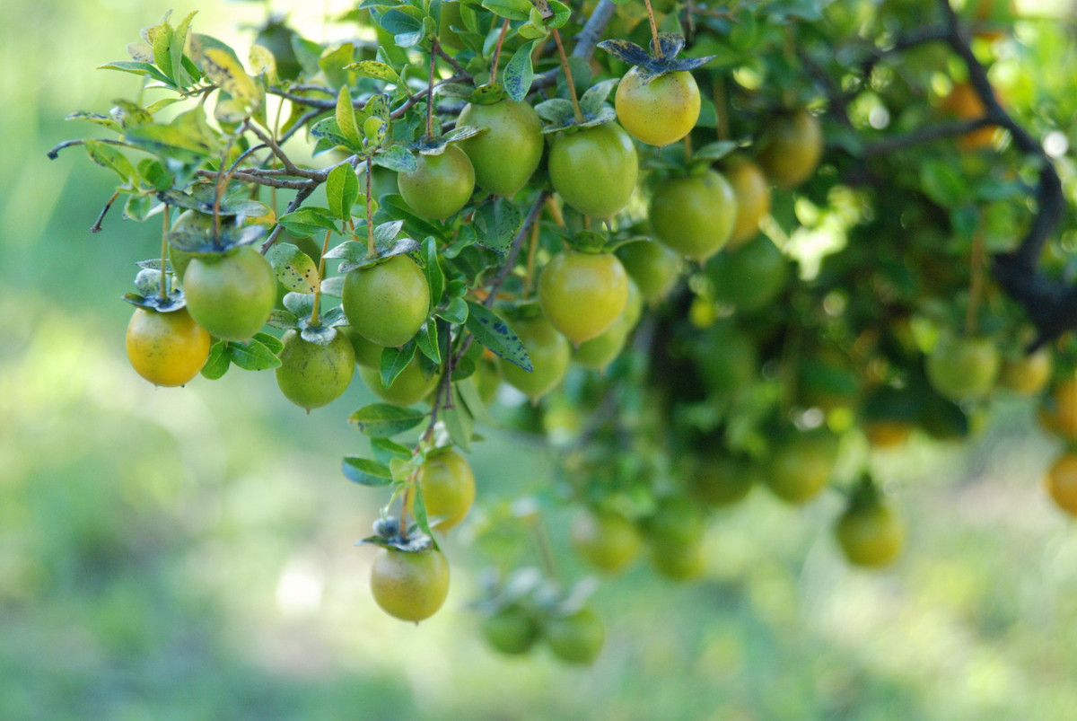  Hình dáng lá tươi tốt, hoa thơm và những quả vàng lúc lỉu ngụ ý tài lộc, vàng bạc đến nhà mà rất nhiều nhà giàu thích trồng cây cảnh này trong nhà. Ngoài ra, nó còn có ý nghĩa thịnh vượng, sung túc, trường thọ và sức khỏe... Cây cảnh hồng đá có ý nghĩa là nhiều con cái, nhiều phúc lộc, trường thọ và phú quý, có tác dụng phong thủy tụ tài, thu hút tài lộc, làm ăn phát đạt. 