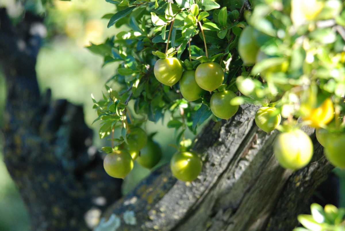  Cây cảnh hồng đá (tên tiếng Anh là Diospyros cathayensis hoặc Cathay persimmon) có giá trị làm cảnh rất cao kể cả khi chúng chỉ có lá, ra hoa hoặc ra quả.