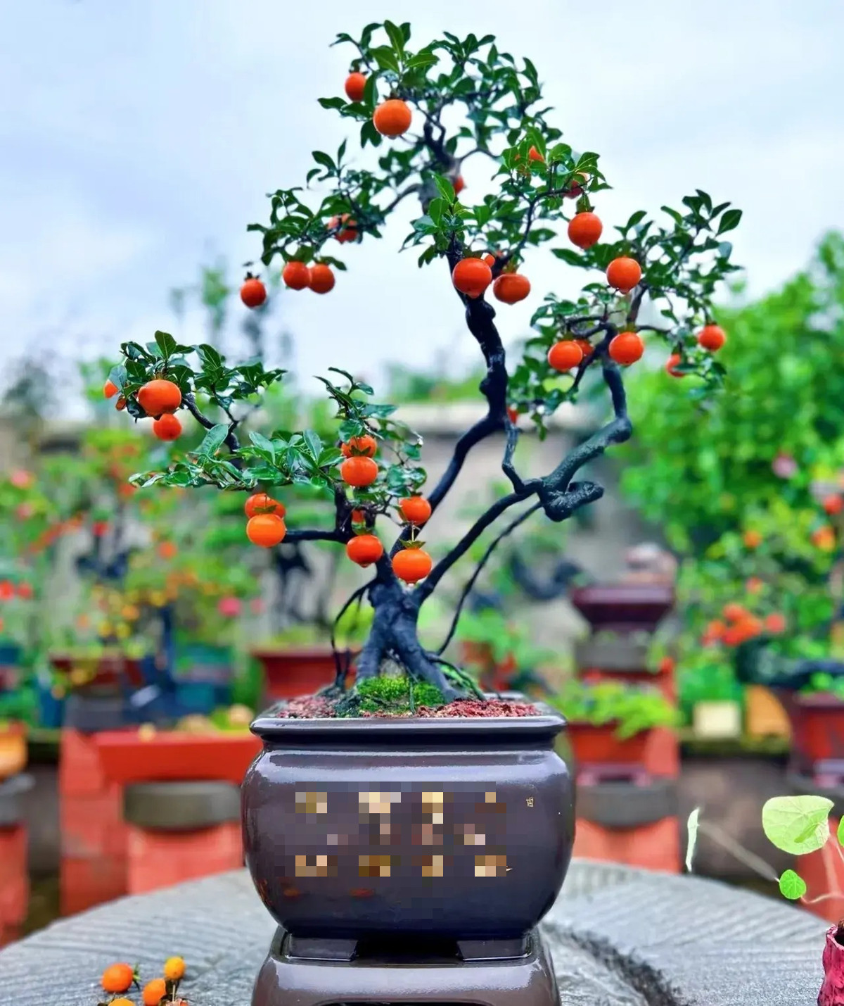  Vài năm gần đây, vào dịp Tết Nguyên đán, hồng đá là cây cảnh "mới nổi" được yêu thích, dù giá mỗi chậu đều không rẻ từ vài triệu đến vài chục triệu, thậm chí hàng trăm triệu đồng. Tuy nhiên, những người có kinh tế đều không ngần ngại sắm cho mình một chậu với mong muốn đem lại may mắn, tài lộc cho gia đình vào dịp năm mới. 