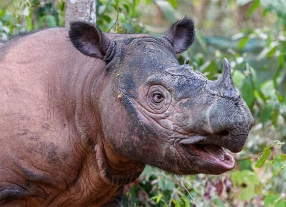 br/> Trong số năm loài tê giác còn sinh tồn trên Trái đất, tê giác Sumatra là loài đối mặt với nguy cơ tuyệt chủng cao nhất, với số lượng cá thể chưa đến 50 con trên toàn thế giới.