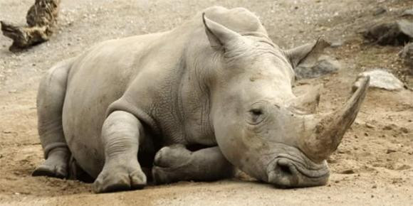 Theo dữ liệu của Worldwildlife, tê giác Sumatra (danh pháp khoa học: Dicerorhinus sumatrensis) là loài tê giác nhỏ nhất còn sống và là loài tê giác châu Á duy nhất có hai sừng. Chúng cũng là loài sống sót cuối cùng trong cùng một nhóm với loài Tê giác lông mịn đã tuyệt chủng.