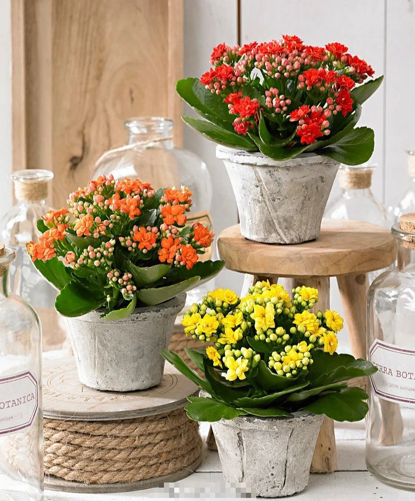  Bởi vì khi hoa sống đời nở, những chùm hoa sum suê tươi đẹp, màu sắc rực rỡ, nhìn thấy chúng sẽ thấy ấm áp, thư giãn. Ngắm những bông hoa đẹp như vậy còn có thể giải tỏa căng thẳng, lo lắng, mệt mỏi, khiến tâm trạng bạn thoải mái, không lo âu. 