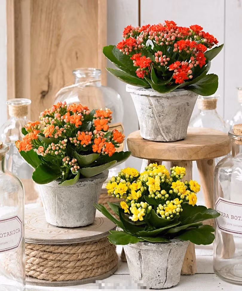  Bởi vì khi hoa sống đời nở, những chùm hoa sum suê tươi đẹp, màu sắc rực rỡ, nhìn thấy chúng sẽ thấy ấm áp, thư giãn. Ngắm những bông hoa đẹp như vậy còn có thể giải tỏa căng thẳng, lo lắng, mệt mỏi, khiến tâm trạng bạn thoải mái, không lo âu. 