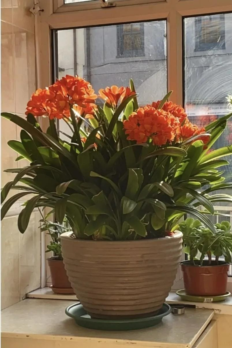  6. Cây cảnh: Lan quân tử - quý ông giàu có trong gia đình. Hoa lan quân tử nở rộ tượng trưng cho sự giàu có, phong thái lịch thiệp, gia đình hòa thuận và hạnh phúc. Vì vậy, nhiều người gọi cây cảnh này là “quý ông giàu có”.