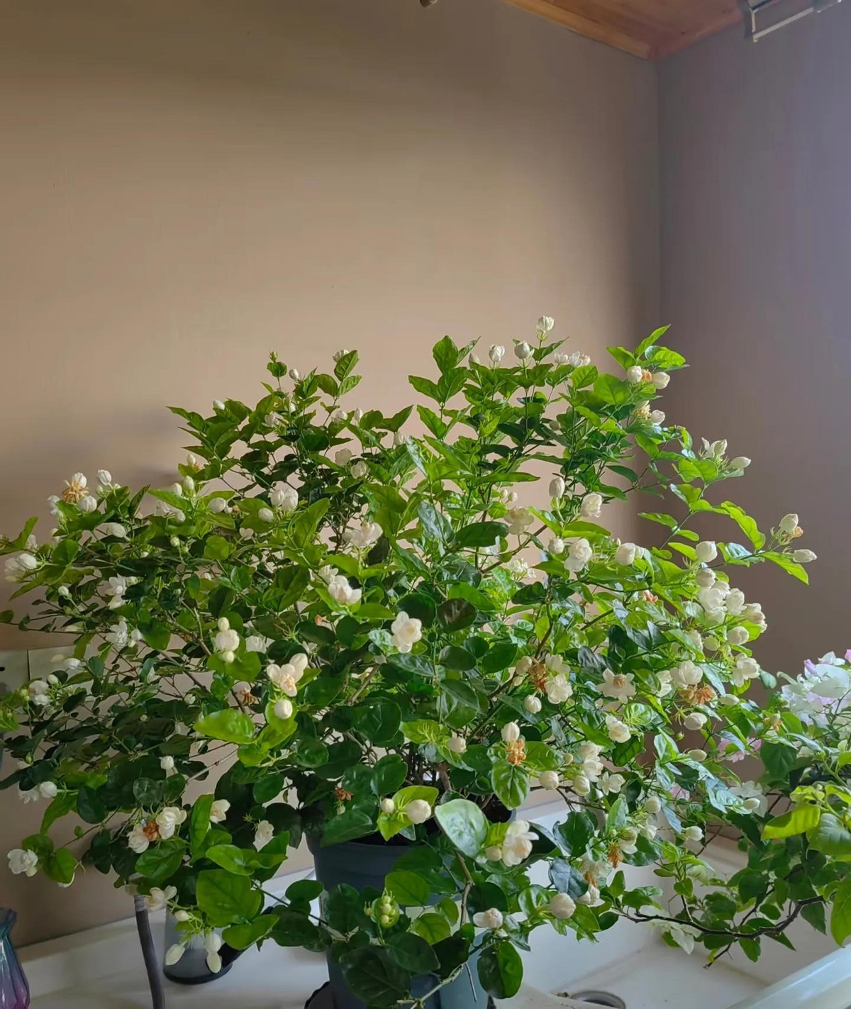  3. Cây cảnh: Hoa nhài - sứ giả mát mẻ của mùa hè. Nhắc đến hoa mùa hè, làm sao chúng ta có thể bỏ qua hoa nhài? Bởi vì hoa nhài mang đến cho người ta cảm giác xương ngọc và làn da băng giá trong mùa hè nóng nực, khiến người ta cảm thấy đặc biệt dễ chịu khi ngắm nhìn chúng. 