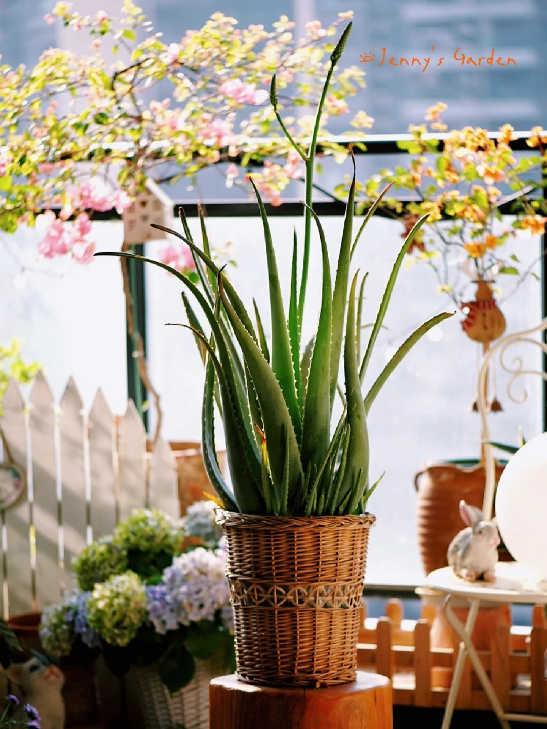  5. Cây cảnh: Nha đam - bông hoa thần kỳ trong sơ cứu và làm đẹp. Nha đam được mệnh danh là “bông hoa thần kỳ” bởi nó không chỉ có tác dụng thanh lọc không khí tốt mà còn có tác dụng chống viêm, làm đẹp. 