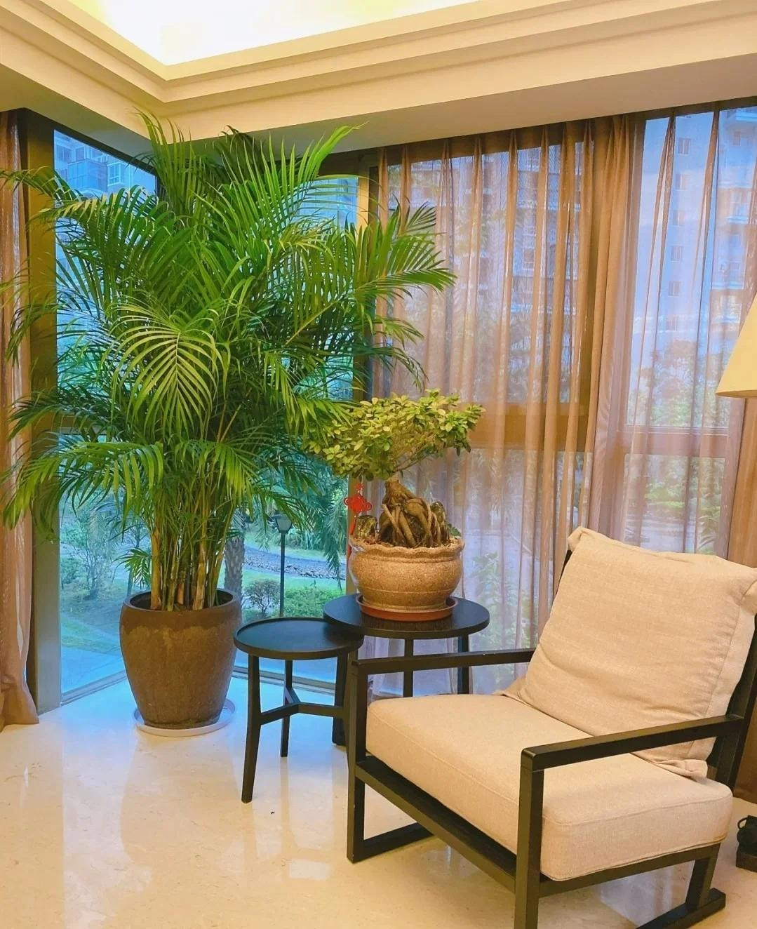  2. Cây cảnh: Dừa cảnh - loài “thủ lĩnh” trong các loài thực vật nhiệt đới. Dừa cảnh là một trong những loại cây nhiệt đới tốt nhất vì nó có cành và lá xoay tròn và thường xanh quanh năm. Khi trồng trong phòng khách, nó mang phong cách nhiệt đới tươi mát. 