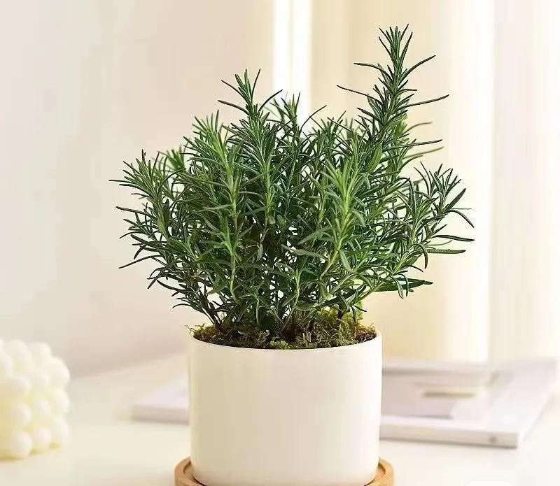  4. Cây cảnh: Hương thảo - hoa vani phù hợp với mọi mùa. Người ta kể rằng, nữ hoàng Hungary thời xa xưa rất thích tắm trong hương thảo vì mùi thơm rất dễ chịu, sảng khoái và rất tốt cho việc chăm sóc da, tóc. 