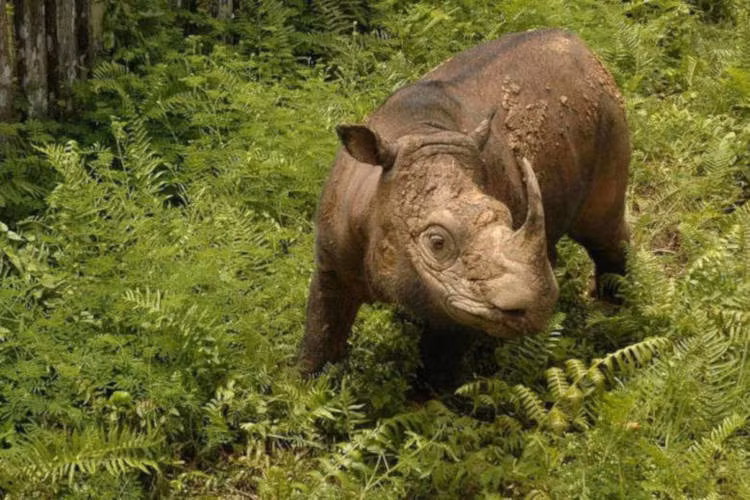 Mối đe dọa chính đối với loài này bao gồm tác động của quần thể nhỏ, sự quấy nhiễu của con người và nạn săn trộm để lấy sừng. Mặc dù sừng tê giác có thể mọc lại tự nhiên, việc săn trộm vẫn diễn ra tàn bạo và quy mô lớn.