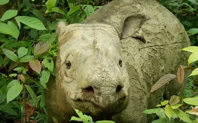 br/> Cuối năm 2018, một dự án hợp tác do Bộ Môi trường và Lâm nghiệp Indonesia dẫn đầu cùng các tổ chức bảo vệ động vật quốc tế đã triển khai các biện pháp bảo tồn tê giác Sumatra. Khu bảo tồn tê giác Sumatra Way Kambas đã mở rộng và phát triển các trung tâm nhân giống nuôi nhốt mới tại Leuser và Kalimantan. Đến nay, năm con non đã được sinh ra và nuôi khỏe mạnh, mang lại hy vọng cho loài động vật này.