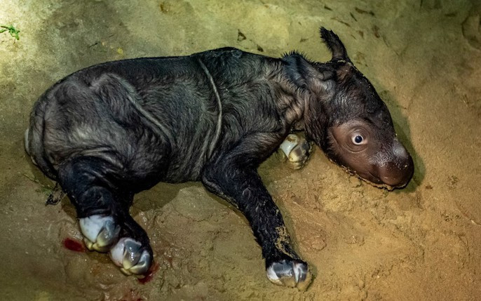 Nỗ lực quốc tế trong việc bảo vệ và nhân giống tê giác Sumatra đã mang lại những kết quả tích cực, nhưng vẫn cần nhiều biện pháp hơn nữa để đảm bảo sự tồn tại của loài động vật quý hiếm này.