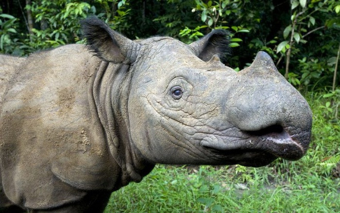 br/> Tê giác Sumatra từng lang thang xa đến tận chân đồi phía Đông dãy Himalaya ở Bhutan, Bangladesh, miền Đông Ấn Độ, đến Myanmar, Thái Lan, Việt Nam, Campuchia, Lào, xuống phía nam của Malaysia.