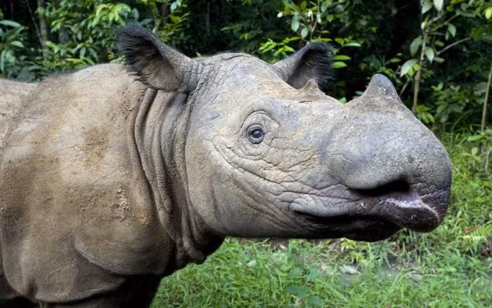 br/> Tê giác Sumatra từng lang thang xa đến tận chân đồi phía Đông dãy Himalaya ở Bhutan, Bangladesh, miền Đông Ấn Độ, đến Myanmar, Thái Lan, Việt Nam, Campuchia, Lào, xuống phía nam của Malaysia.