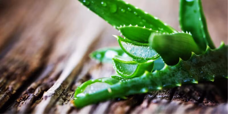  Chỉ cần đất thấm nước và bón phân cừu lên men trong quá trình trồng trọt, kể cả sau này không cần bón phân thì hãy nhớ rằng đất khô chỉ cần tưới một lần là cây cảnh sẽ mập lên.