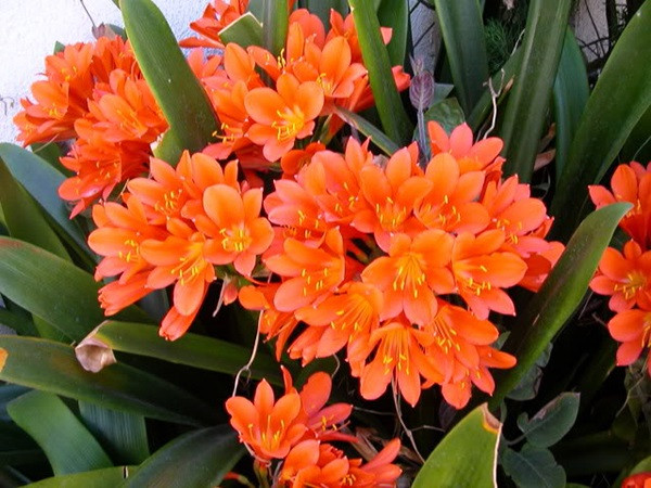 Lá lan quân tử có đường nét rõ ràng, dai và thẳng, hoa tươi sáng, quý phái và lộng lẫy, giống như một quân tử đạt được danh vọng, vẻ ngoài hiền lành như ngọc.