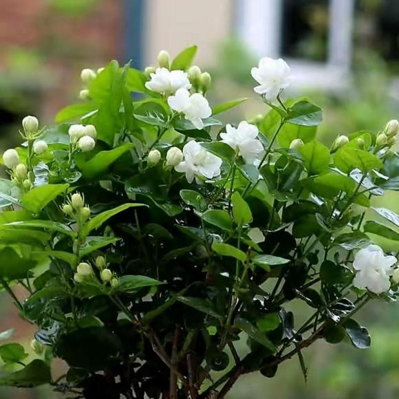 Hoa nhài ưa ánh nắng đầy đủ nên dù trồng ở phòng khách cũng cần phơi nắng trên 6 tiếng/ngày. Ngoài ra, vào mùa hè cần tưới nhiều nước và phơi nắng để cây phát triển tốt và nở hoa nhiều hơn.