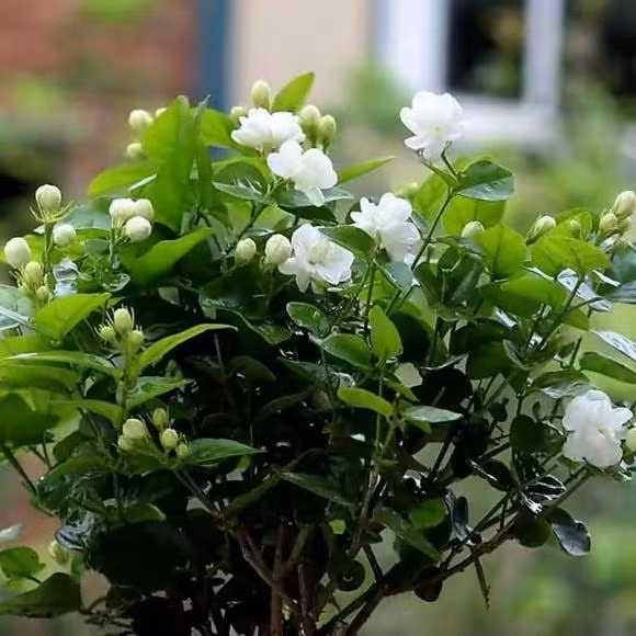 Hoa nhài ưa ánh nắng đầy đủ nên dù trồng ở phòng khách cũng cần phơi nắng trên 6 tiếng/ngày. Ngoài ra, vào mùa hè cần tưới nhiều nước và phơi nắng để cây phát triển tốt và nở hoa nhiều hơn.