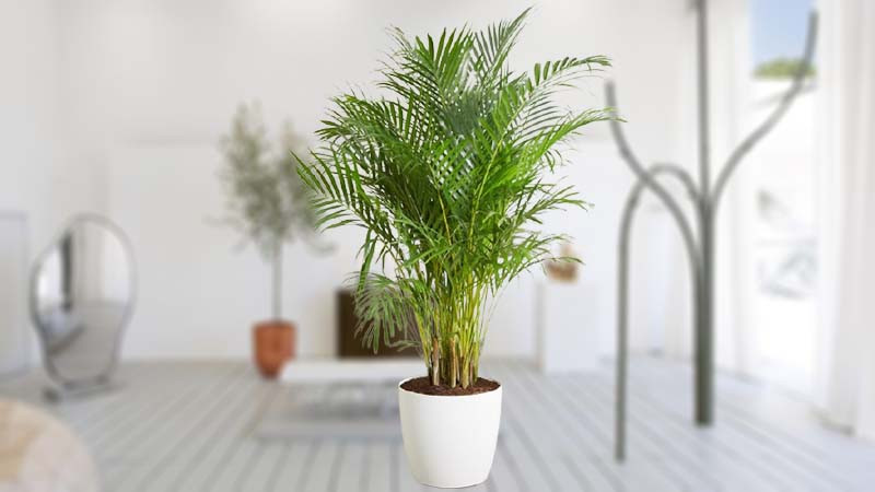 Chỉ là dừa cảnh là loài cây nhiệt đới, ưa ấm, ẩm và sợ lạnh nên khi nuôi ở nhà vào mùa đông, hãy cố gắng đón nắng càng nhiều càng tốt, nhất là trong những nhà không có hệ thống sưởi, để tránh bị tê cóng.