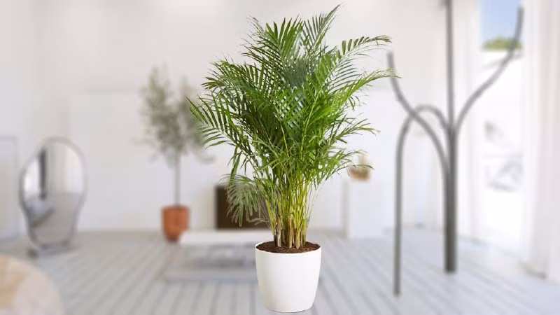 Chỉ là dừa cảnh là loài cây nhiệt đới, ưa ấm, ẩm và sợ lạnh nên khi nuôi ở nhà vào mùa đông, hãy cố gắng đón nắng càng nhiều càng tốt, nhất là trong những nhà không có hệ thống sưởi, để tránh bị tê cóng.