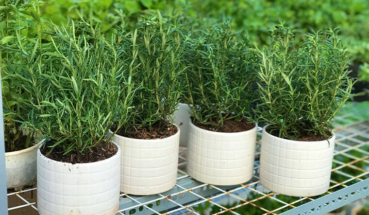 Ngoài ra, cây cảnh này còn chứa rất nhiều vitamin, có tác dụng tăng cường khả năng miễn dịch của cơ thể, cải thiện trí nhớ, giúp cơ thể khỏe mạnh hơn nên được nhiều người thích dùng lá hương thảo để ăn hoặc pha trà.