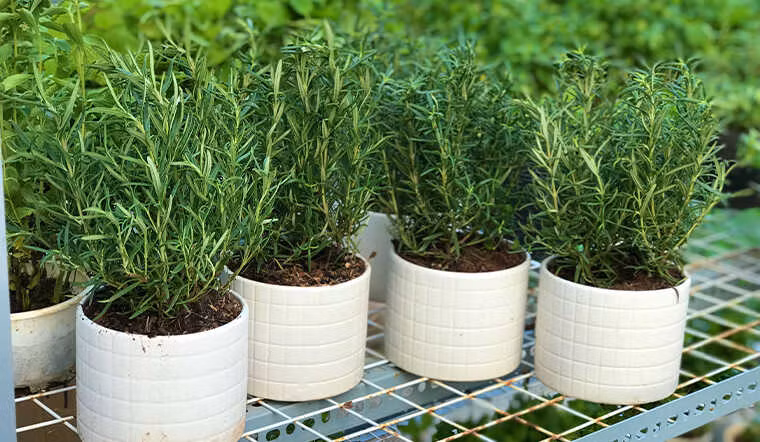 Ngoài ra, cây cảnh này còn chứa rất nhiều vitamin, có tác dụng tăng cường khả năng miễn dịch của cơ thể, cải thiện trí nhớ, giúp cơ thể khỏe mạnh hơn nên được nhiều người thích dùng lá hương thảo để ăn hoặc pha trà.