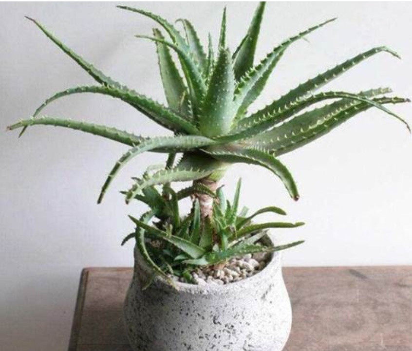 Nha đam cũng có thể được sử dụng để giảm viêm và đau ở vết bỏng và bỏng nước, đồng thời thúc đẩy quá trình lành vết thương. Cây cảnh này rất dễ trồng. Nó là một loại cây lười biếng và không cần tưới nước hoặc bón phân để tránh thối rễ. 