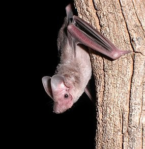 Những con dơi sống vùng khô cằn có thể ngủ hôn mê nhiều giờ hơn so với dơi sống vùng ôn đới