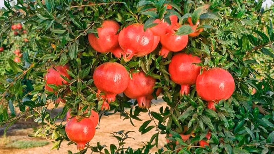 Nha giau mo cua ra ngoai thuong thay 4 loai cay su gia Than Tai-Hinh-2