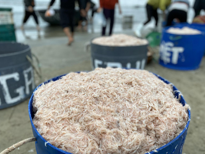 Sau kỳ nghỉ Tết, ngư dân được mùa ruốc và giá bán cao hơn so với năm trước. Mùa ruốc ở biển Đà Nẵng kéo dài khoảng từ tháng 11 âm lịch năm trước đến tháng 3 âm lịch năm sau.