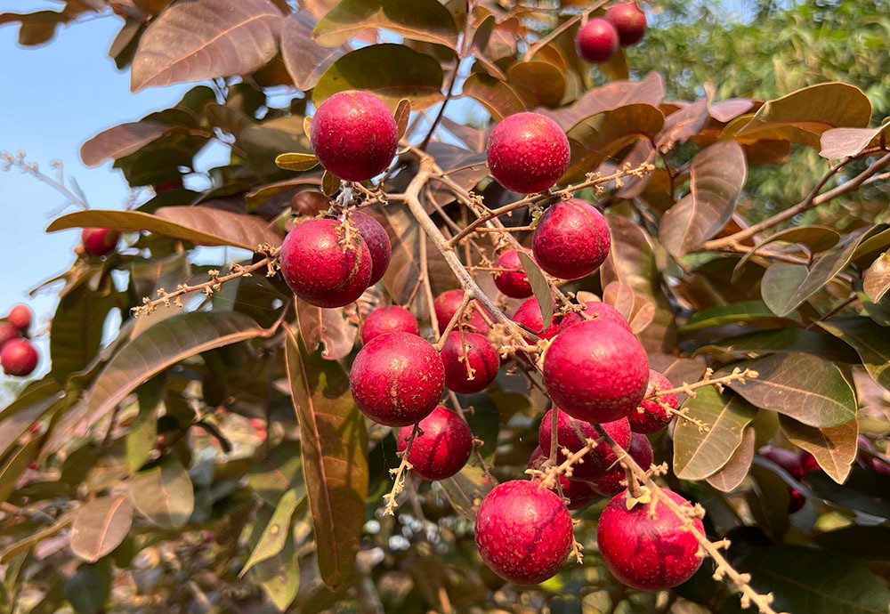 Tiet lo bat ngo nguon goc giong nhan tim doc la nhat mien Tay-Hinh-2