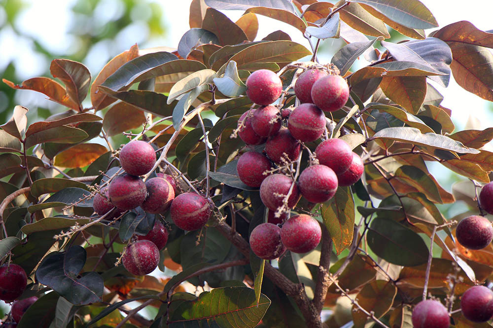 Tiet lo bat ngo nguon goc giong nhan tim doc la nhat mien Tay-Hinh-3