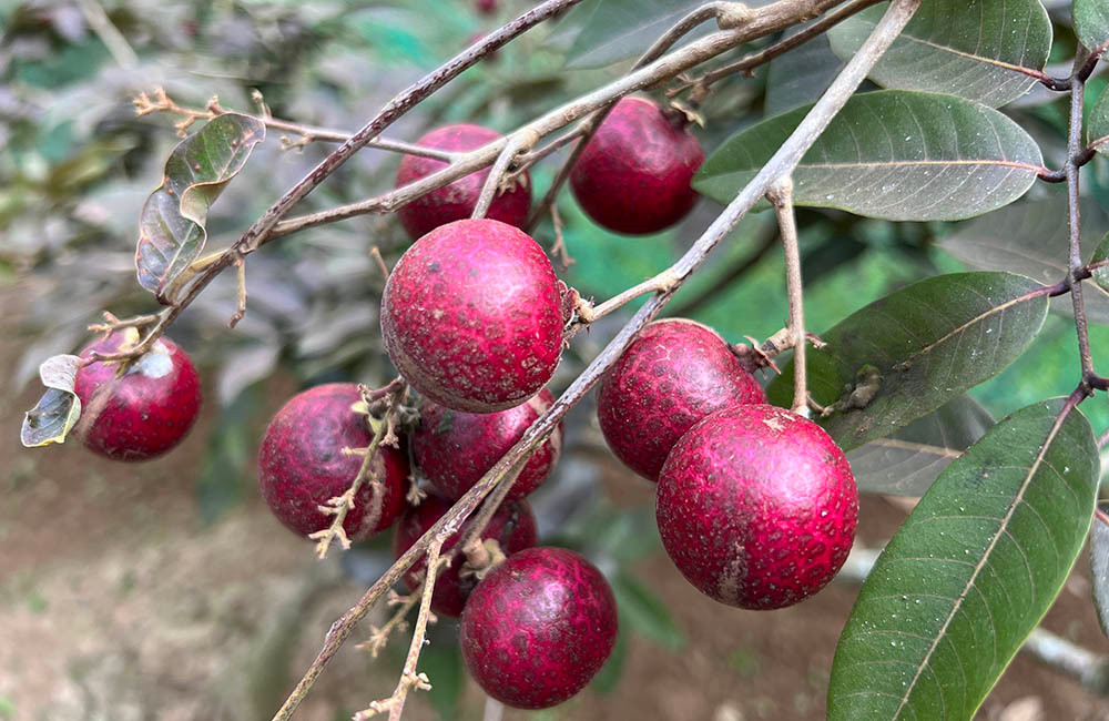 Tiet lo bat ngo nguon goc giong nhan tim doc la nhat mien Tay-Hinh-8