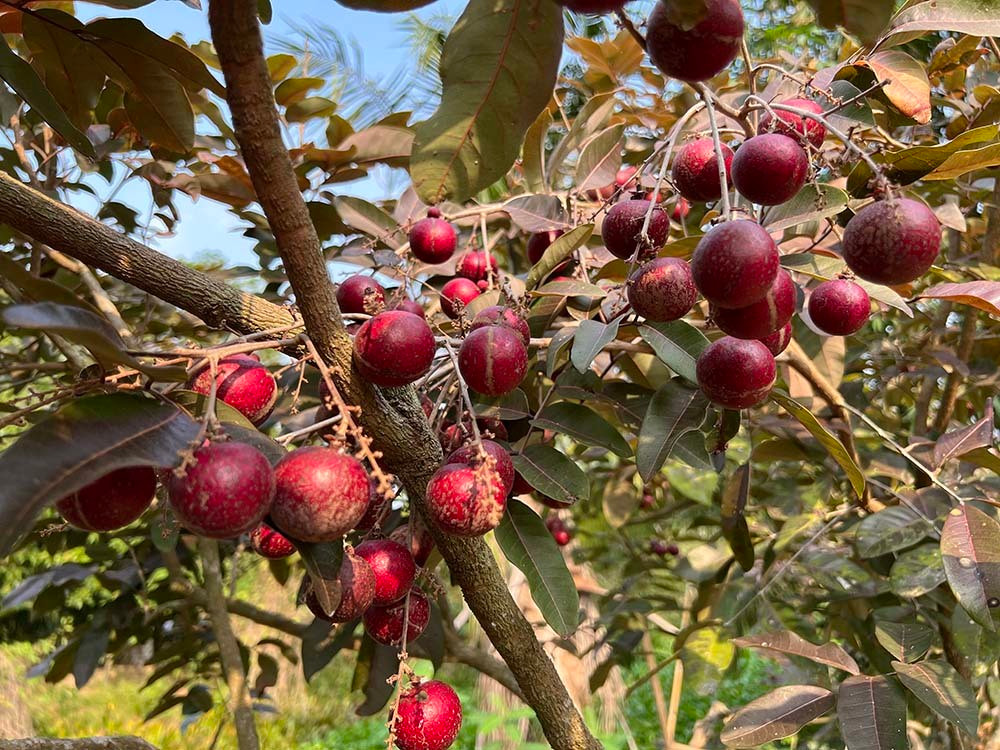 Tiet lo bat ngo nguon goc giong nhan tim doc la nhat mien Tay-Hinh-6