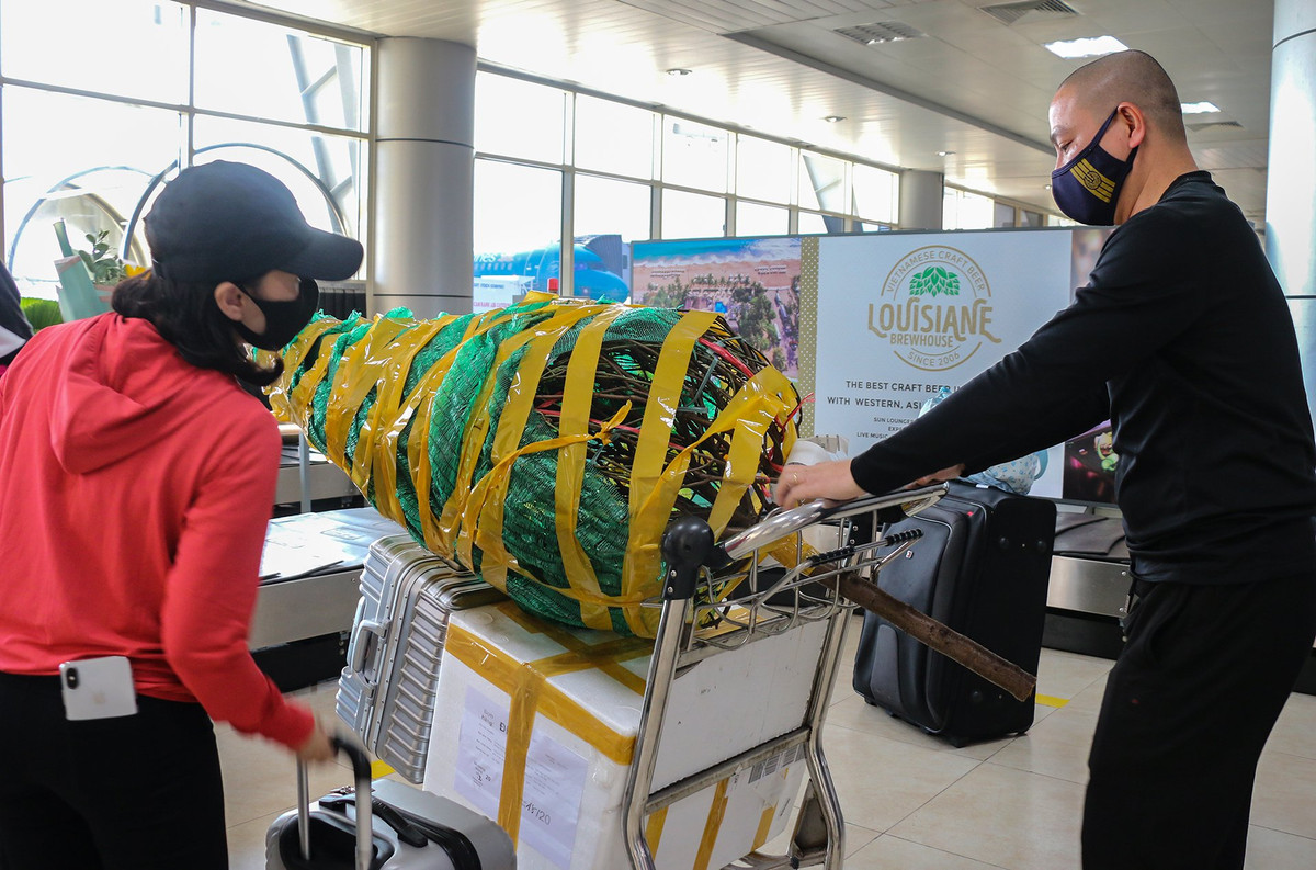 Đi du lịch nhưng anh Đạt không quên đem theo quà miền Bắc tặng người thân. "Du lịch là chính, nhưng cũng tranh thủ mang thêm nhánh đào tặng người thân cho gọi là có không khí Tết của miền Bắc gửi vào", anh Đạt cho biết.