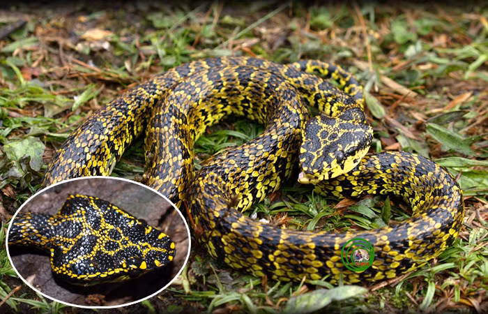 Loài rắn này dài khoảng 1m, từng được các nhà sinh vật học phát hiện sinh sống ở "nóc nhà Đông Dương". Khi con người bị trúng nọc độc của loài rắn lục này, toàn bộ bạch cầu và hồng cầu của nạn nhân bị phá hủy, khiến cho nạn nhân bị chảy máu trong và tử vong sau ít phút. Ảnh: faunaandfloraofvietnam.blogspot.com.