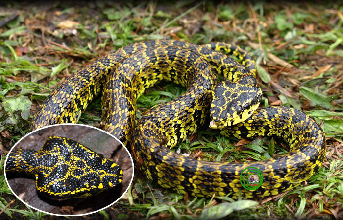 Loài rắn này dài khoảng 1m, từng được các nhà sinh vật học phát hiện sinh sống ở "nóc nhà Đông Dương". Khi con người bị trúng nọc độc của loài rắn lục này, toàn bộ bạch cầu và hồng cầu của nạn nhân bị phá hủy, khiến cho nạn nhân bị chảy máu trong và tử vong sau ít phút. Ảnh: faunaandfloraofvietnam.blogspot.com.