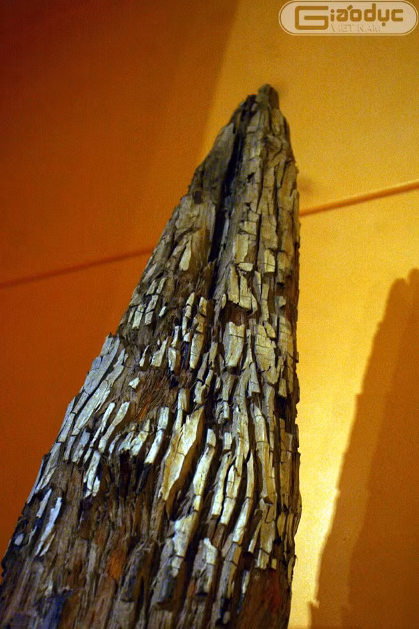 Đến năm 1288, trận địa cọc gỗ lại giúp danh tướng Trần Hưng Đạo đánh tan 3 vạn quân Nguyên và gần 400 chiến thuyền.