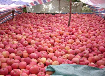 Táo hồng Trung Quốc (ảnh minh họa).