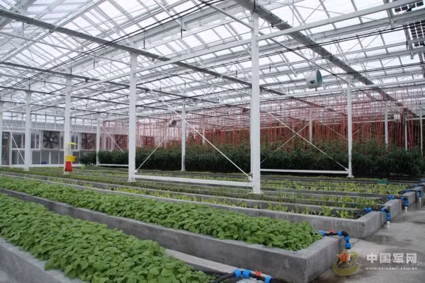 khu trồng rau xanh...