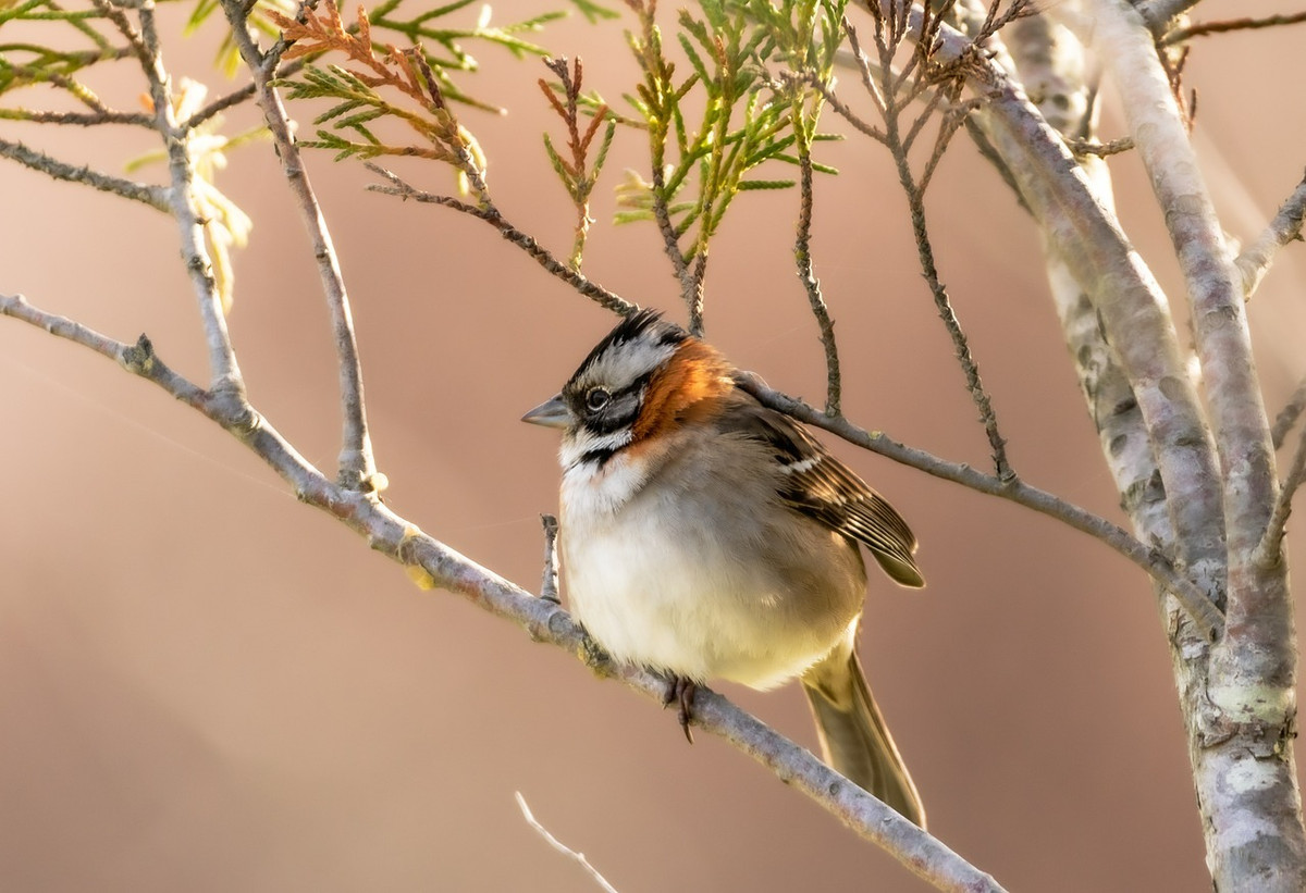 Quy co sinh thang Am lich nay, xinh dep tu trung nuoc-Hinh-2