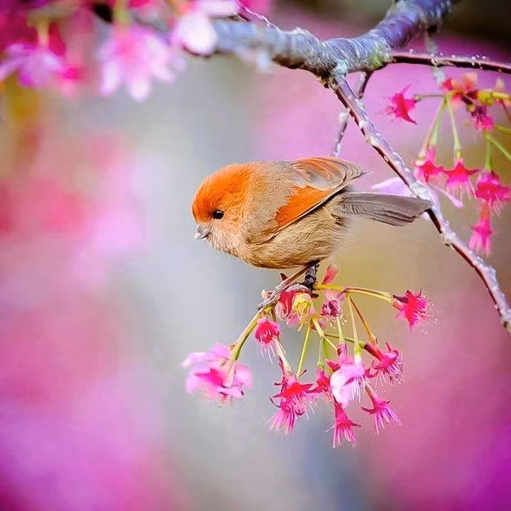 4 con giap ngoai co dao hoa, trong co tien bac-Hinh-4