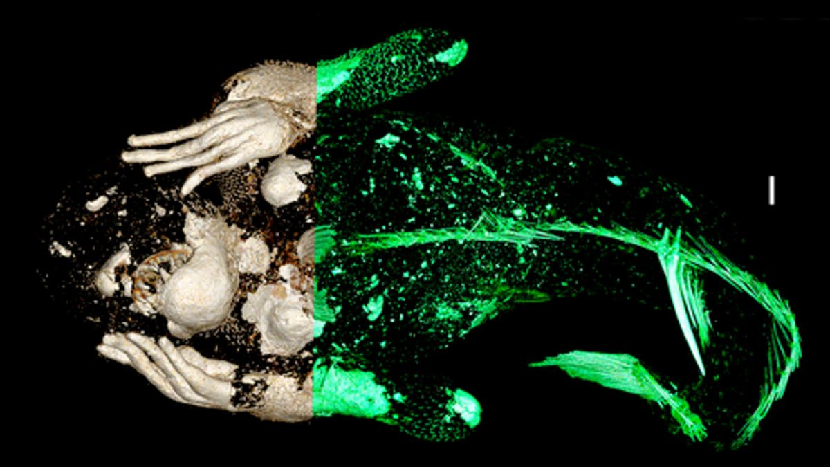 Xac uop “nang tien ca” o Nhat Ban ky la hon du doan-Hinh-3