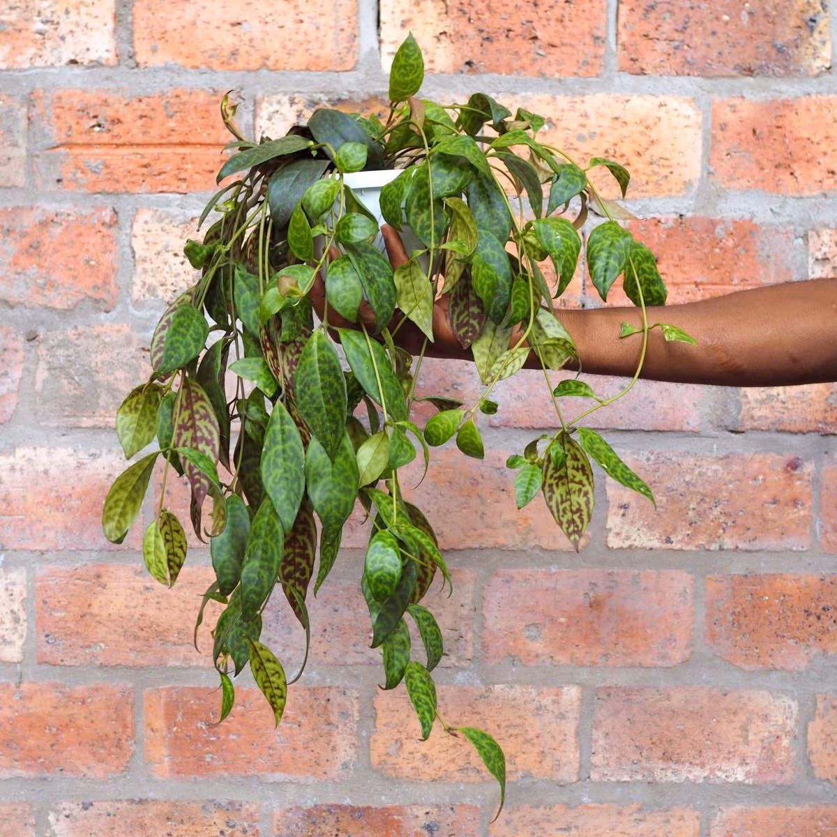 6 loai cay leo vua de trong vua tao cam giac mat me-Hinh-6